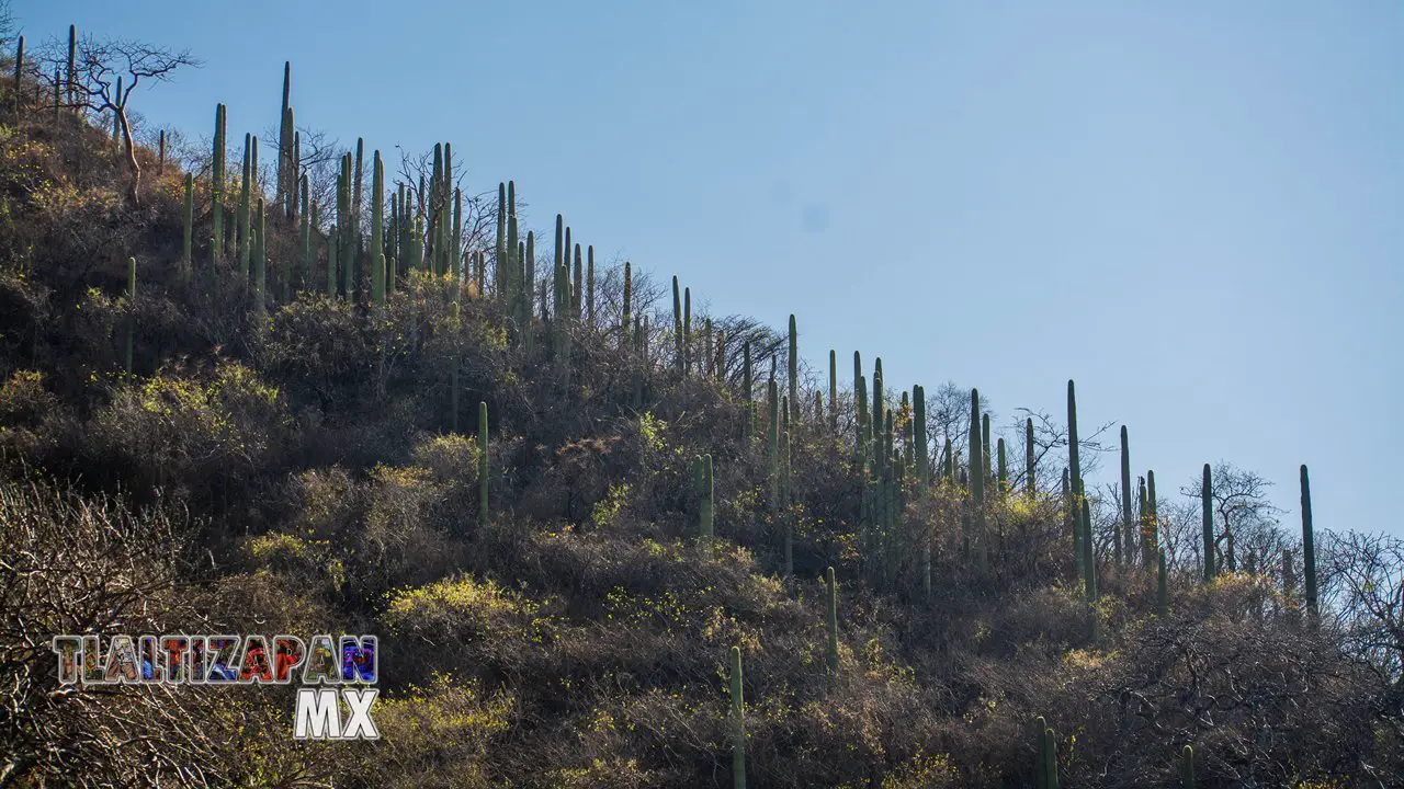 Organales de temilpa 07 de Marzo del 2019 | Coleccion multimedia | Tlaltizapan.mx