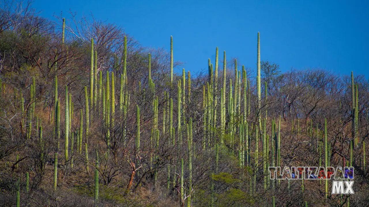 Organales de temilpa 07 de Marzo del 2019 | Coleccion multimedia | Tlaltizapan.mx