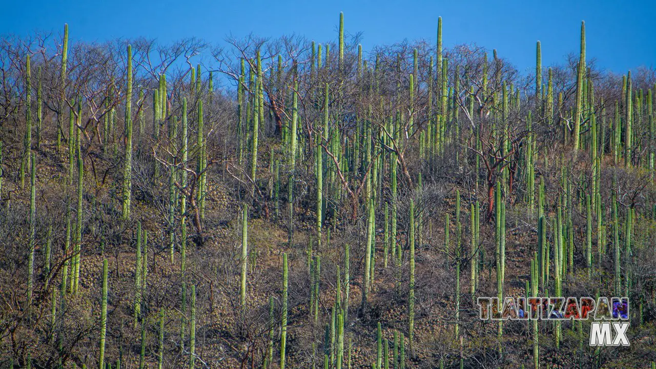 Organales de temilpa 07 de Marzo del 2019 | Coleccion multimedia | Tlaltizapan.mx