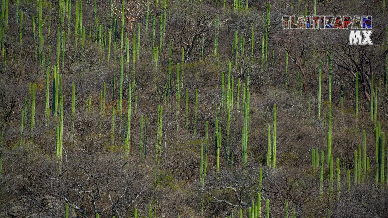 Organales de temilpa 07 de Marzo del 2019 | Coleccion multimedia | Tlaltizapan.mx