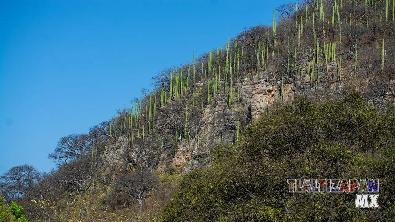 Organales de temilpa 07 de Marzo del 2019 | Coleccion multimedia | Tlaltizapan.mx