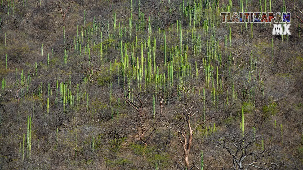 Organales de temilpa 07 de Marzo del 2019 | Coleccion multimedia | Tlaltizapan.mx