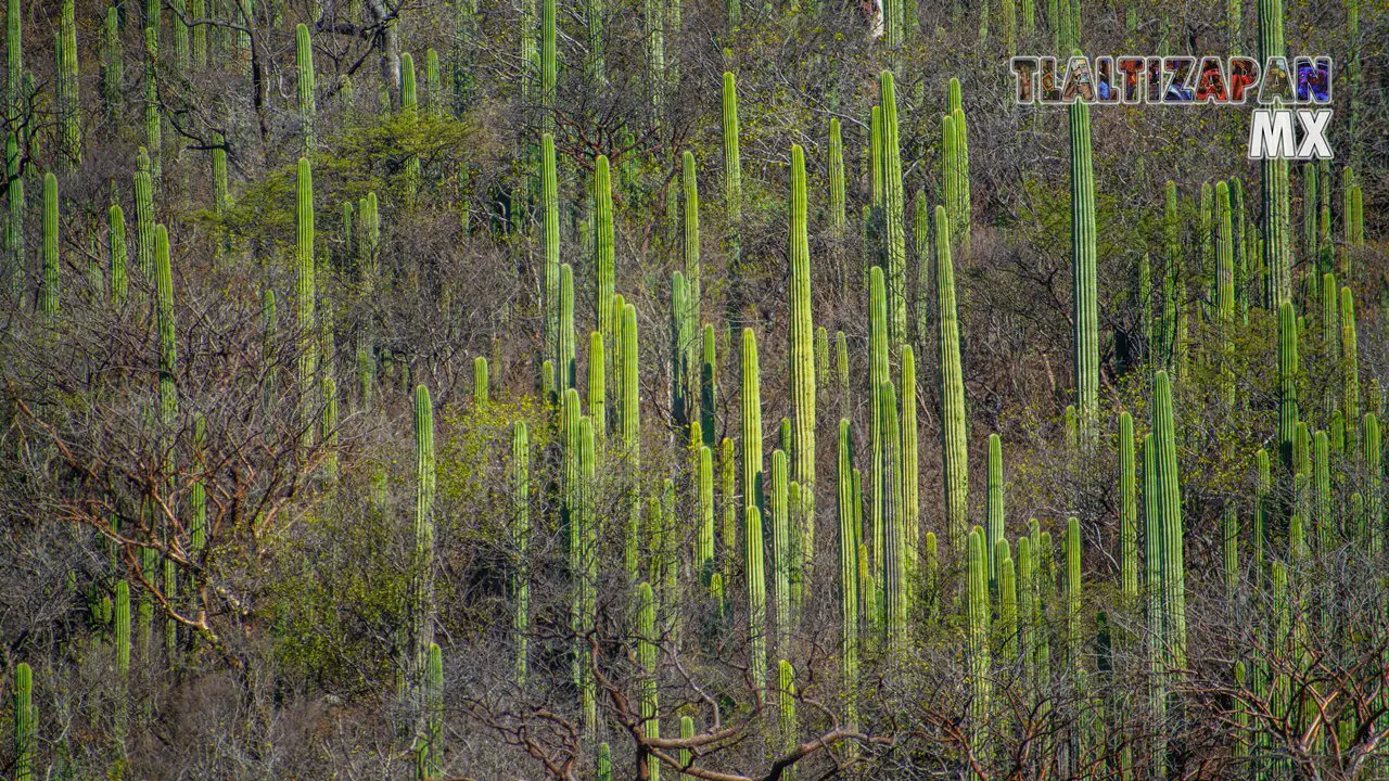 Organales de temilpa 07 de Marzo del 2019 | Coleccion multimedia | Tlaltizapan.mx