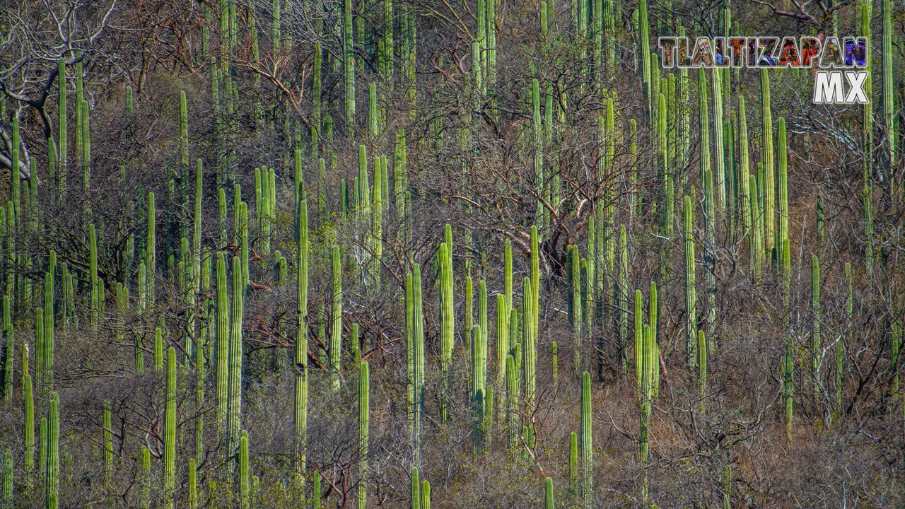 Organales de temilpa 07 de Marzo del 2019 | Coleccion multimedia | Tlaltizapan.mx