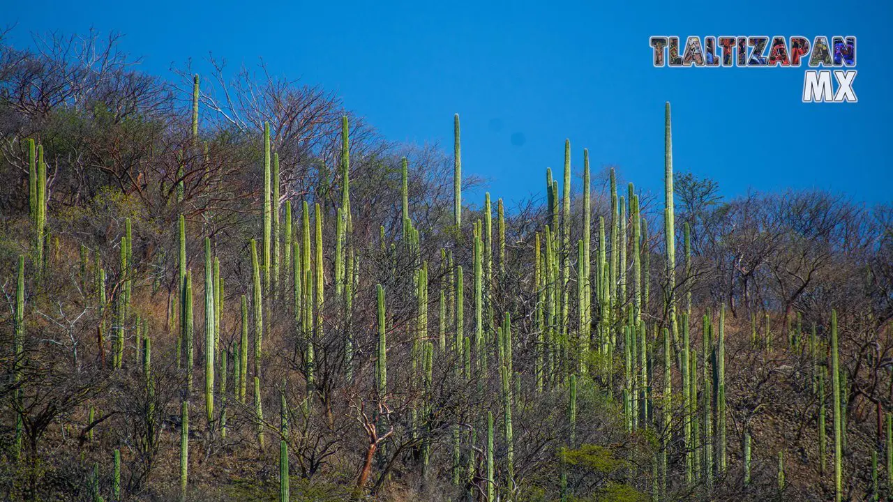 Organales de temilpa 07 de Marzo del 2019 | Coleccion multimedia | Tlaltizapan.mx