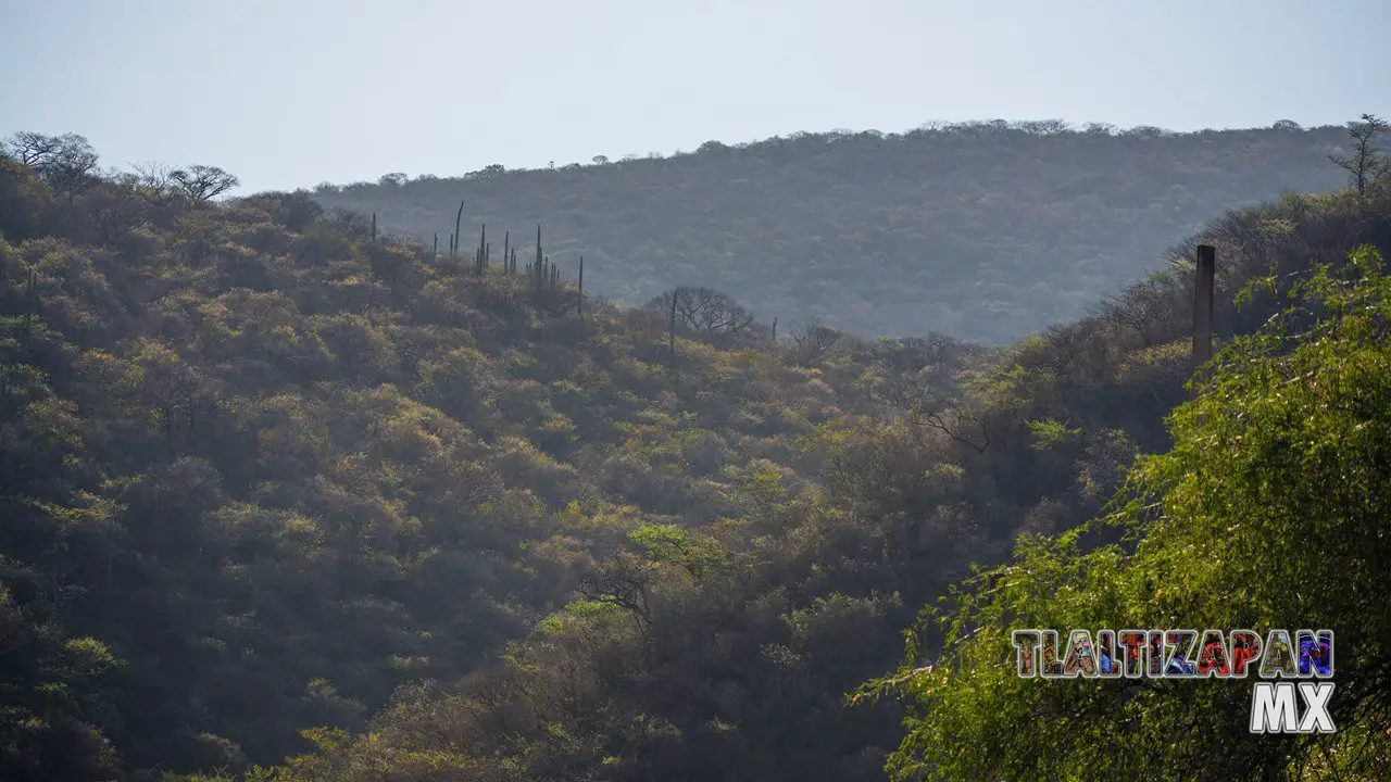 Organales de temilpa 07 de Marzo del 2019 | Coleccion multimedia | Tlaltizapan.mx