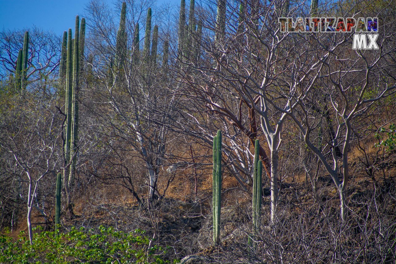 Organales de temilpa 07 de Marzo del 2019 | Coleccion multimedia | Tlaltizapan.mx