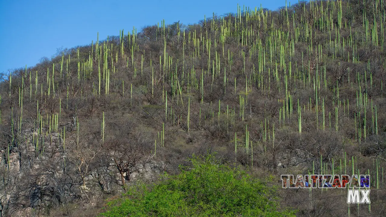 Organales de temilpa 07 de Marzo del 2019 | Coleccion multimedia | Tlaltizapan.mx