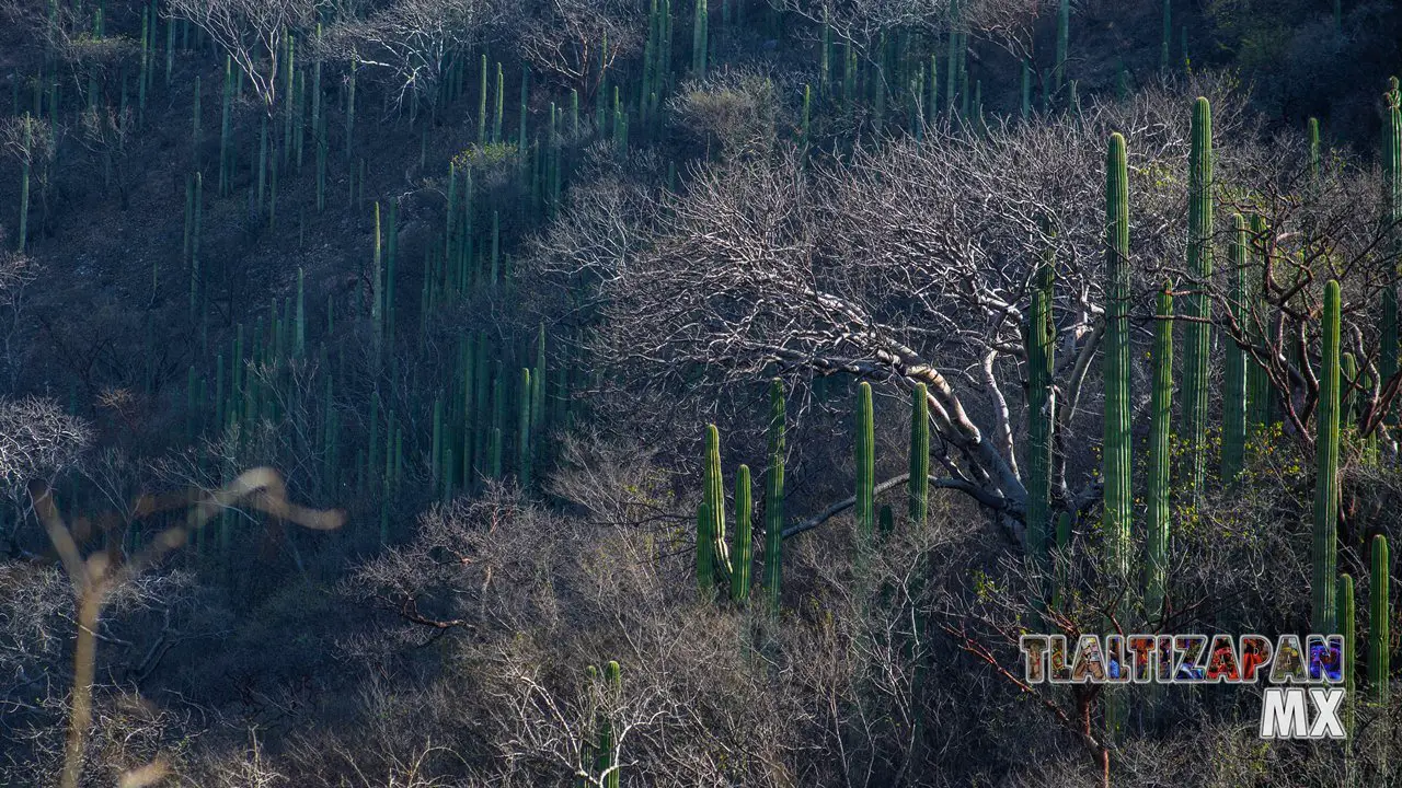 Organales de temilpa 07 de Marzo del 2019 | Coleccion multimedia | Tlaltizapan.mx