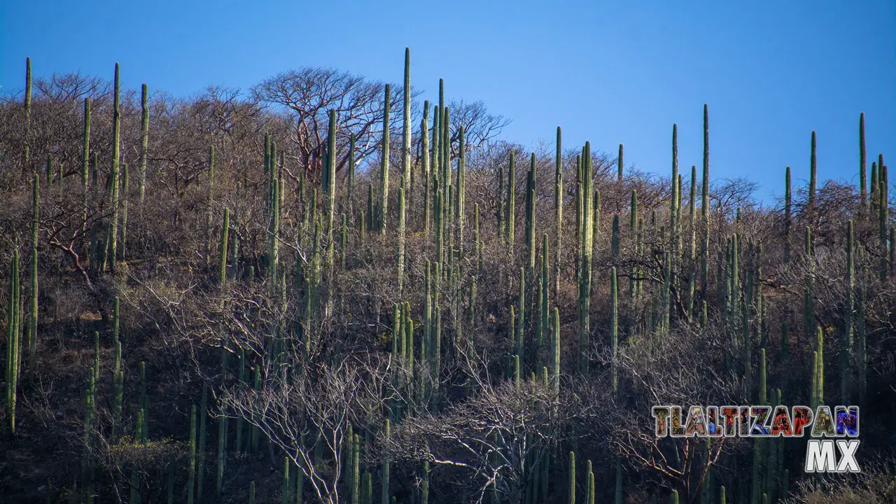 Organales de temilpa 07 de Marzo del 2019 | Coleccion multimedia | Tlaltizapan.mx