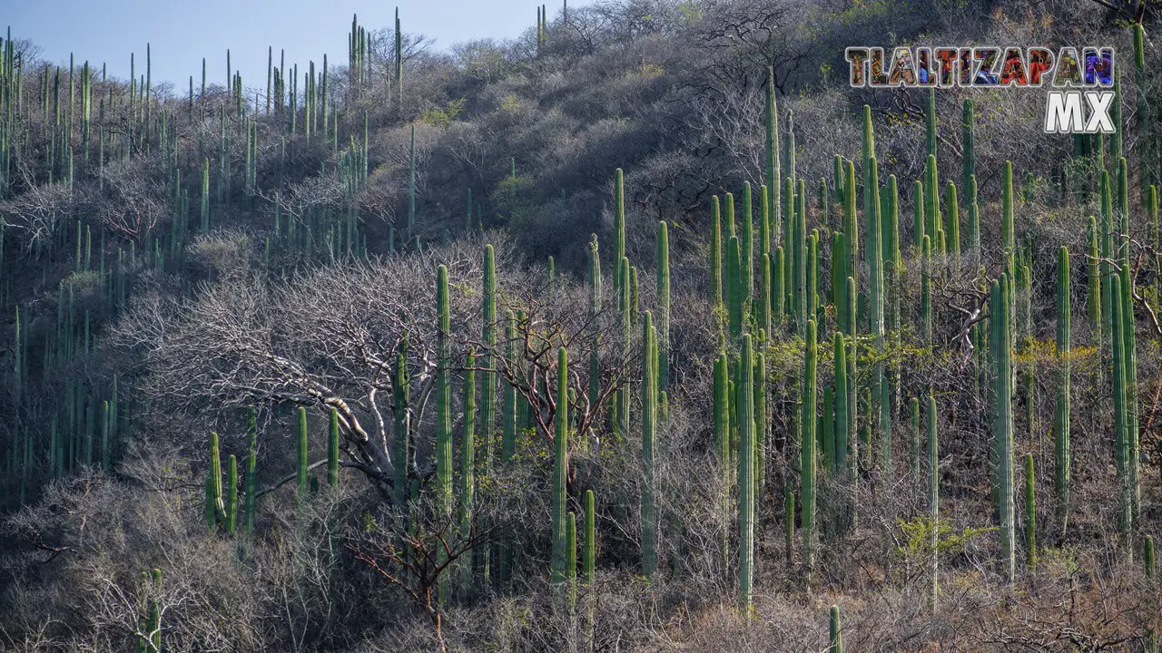 Organales de temilpa 07 de Marzo del 2019 | Coleccion multimedia | Tlaltizapan.mx