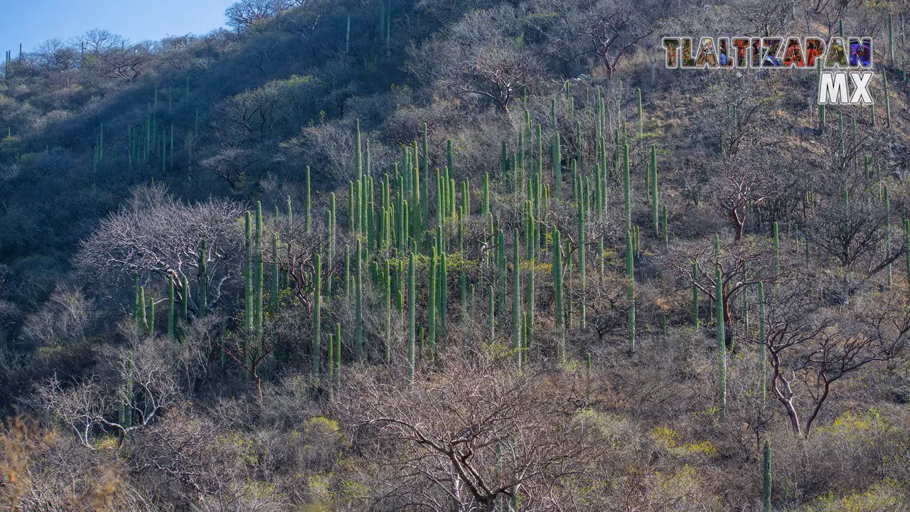 Organales de temilpa 07 de Marzo del 2019 | Coleccion multimedia | Tlaltizapan.mx