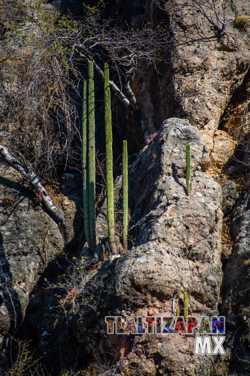 Organales de temilpa 07 de Marzo del 2019 | Coleccion multimedia | Tlaltizapan.mx