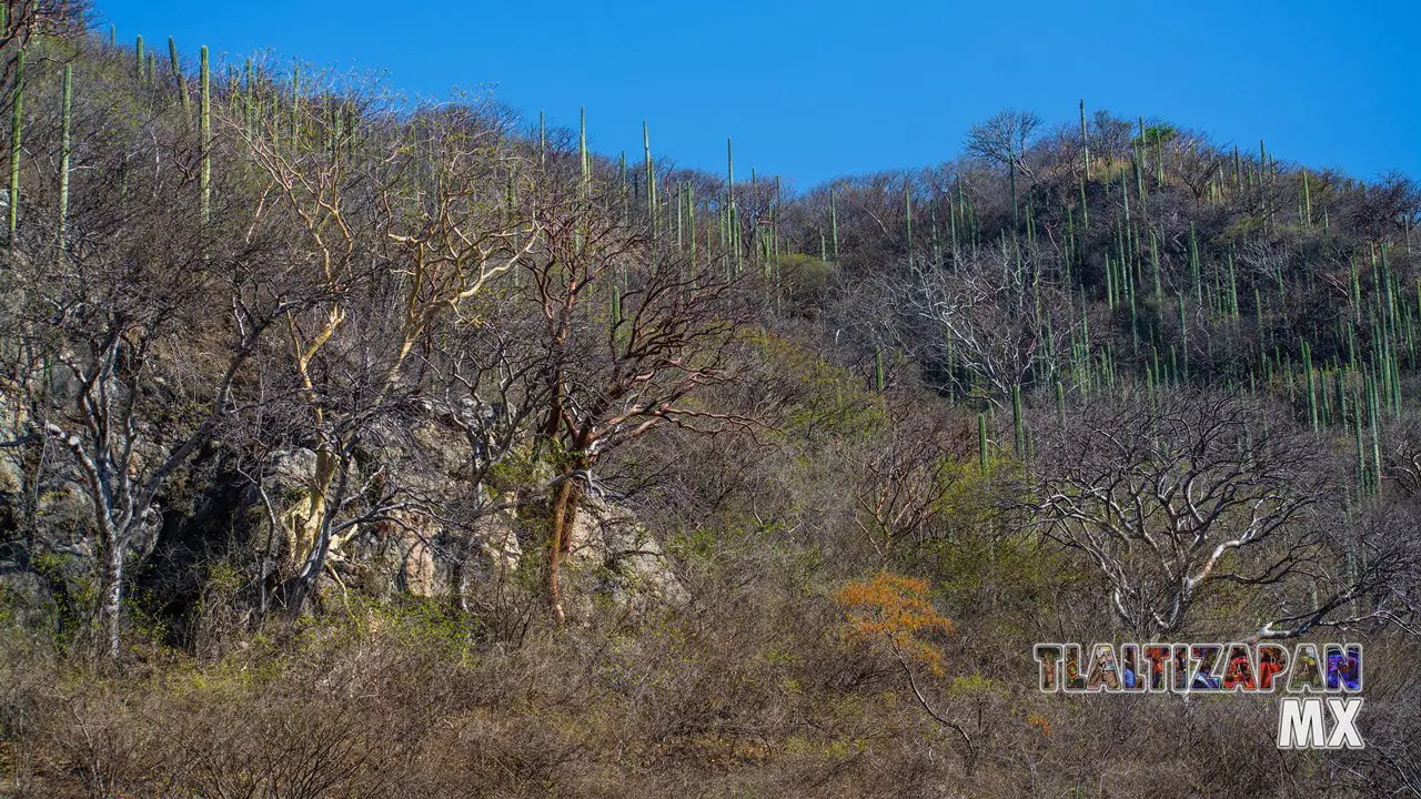 Organales de temilpa 07 de Marzo del 2019 | Coleccion multimedia | Tlaltizapan.mx