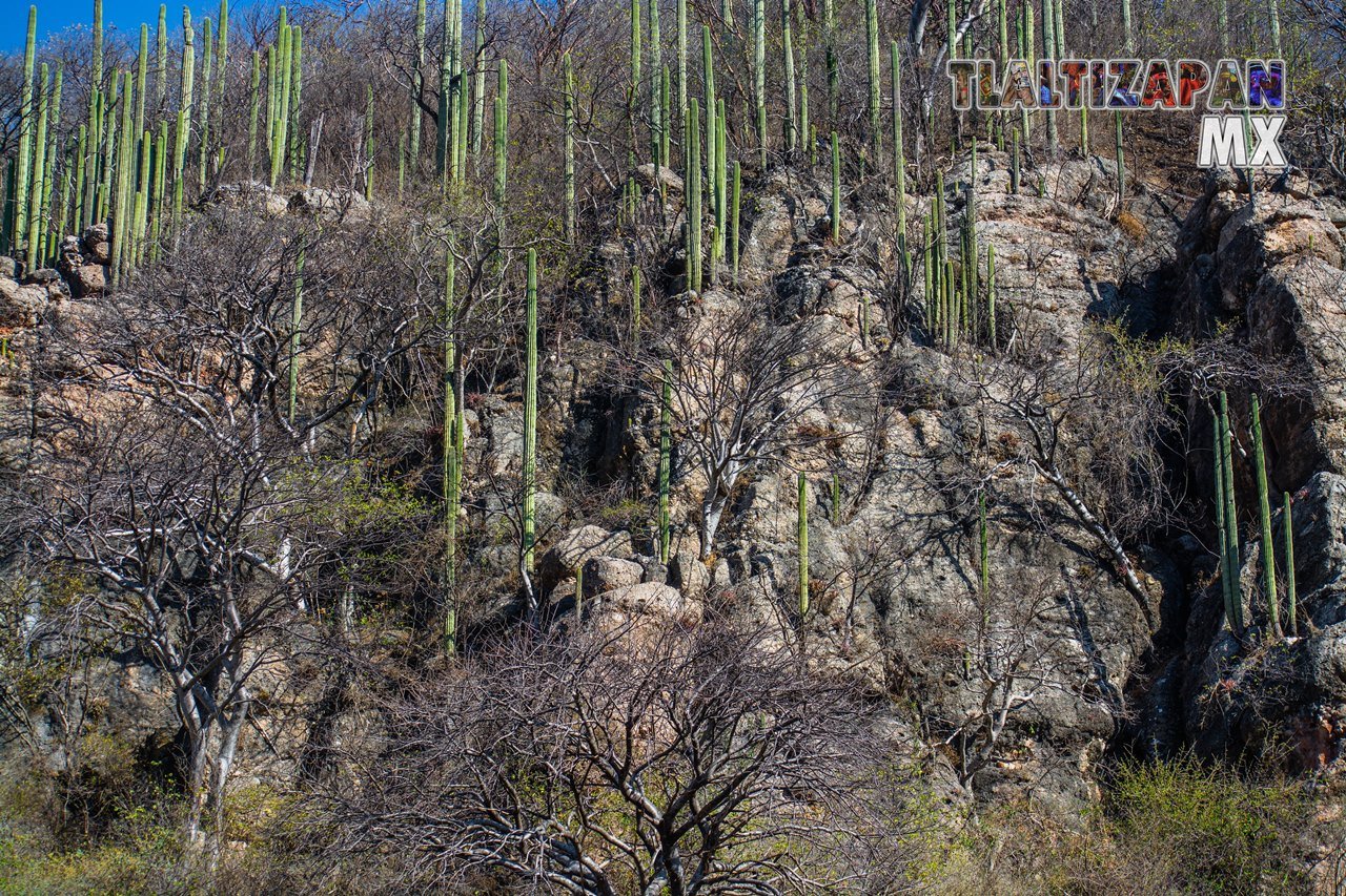 Organales de temilpa 07 de Marzo del 2019 | Coleccion multimedia | Tlaltizapan.mx