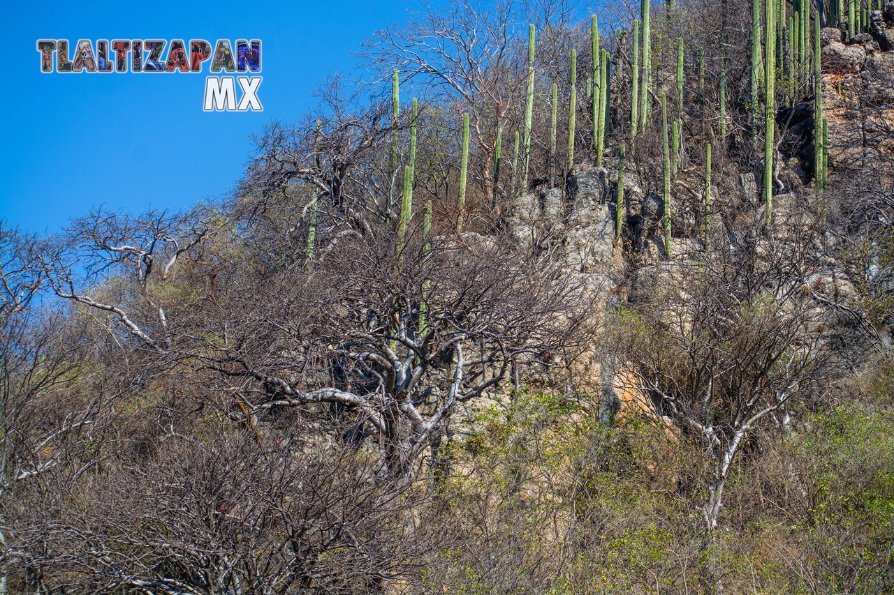 Organales de temilpa 07 de Marzo del 2019 | Coleccion multimedia | Tlaltizapan.mx