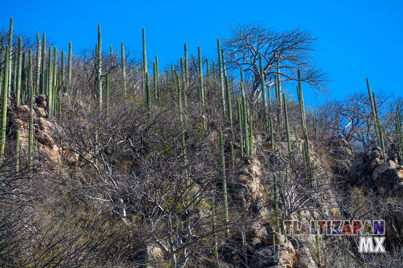 Organales de temilpa 07 de Marzo del 2019 | Coleccion multimedia | Tlaltizapan.mx