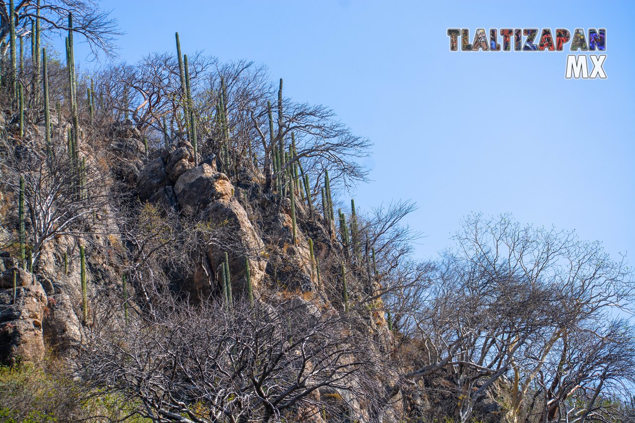 Organales de temilpa 07 de Marzo del 2019 | Coleccion multimedia | Tlaltizapan.mx