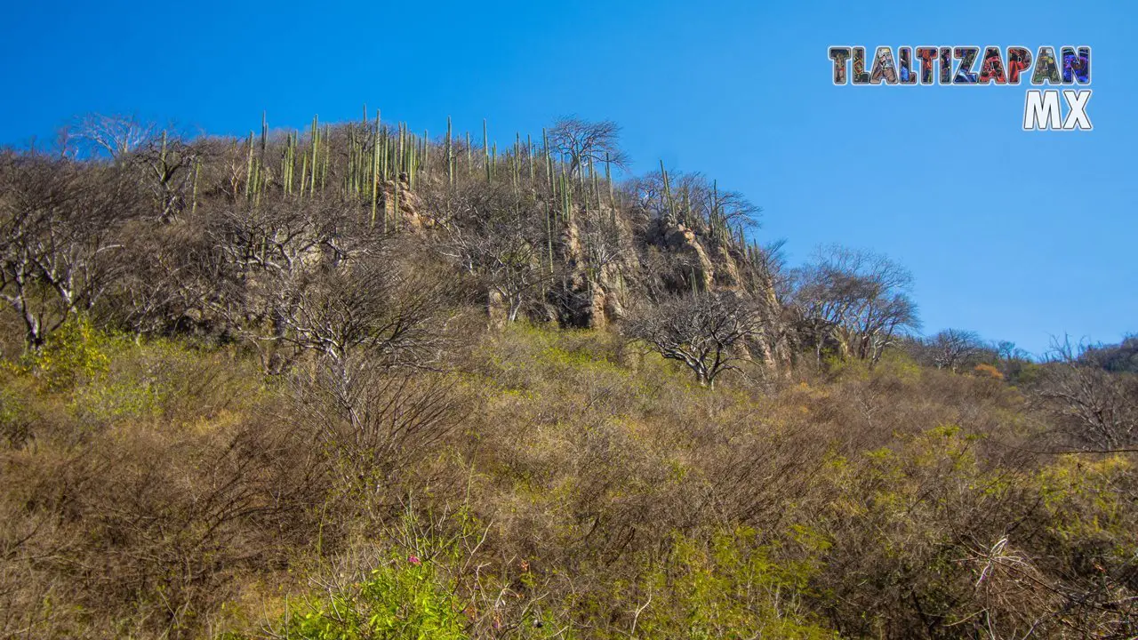 Organales de temilpa 07 de Marzo del 2019 | Coleccion multimedia | Tlaltizapan.mx